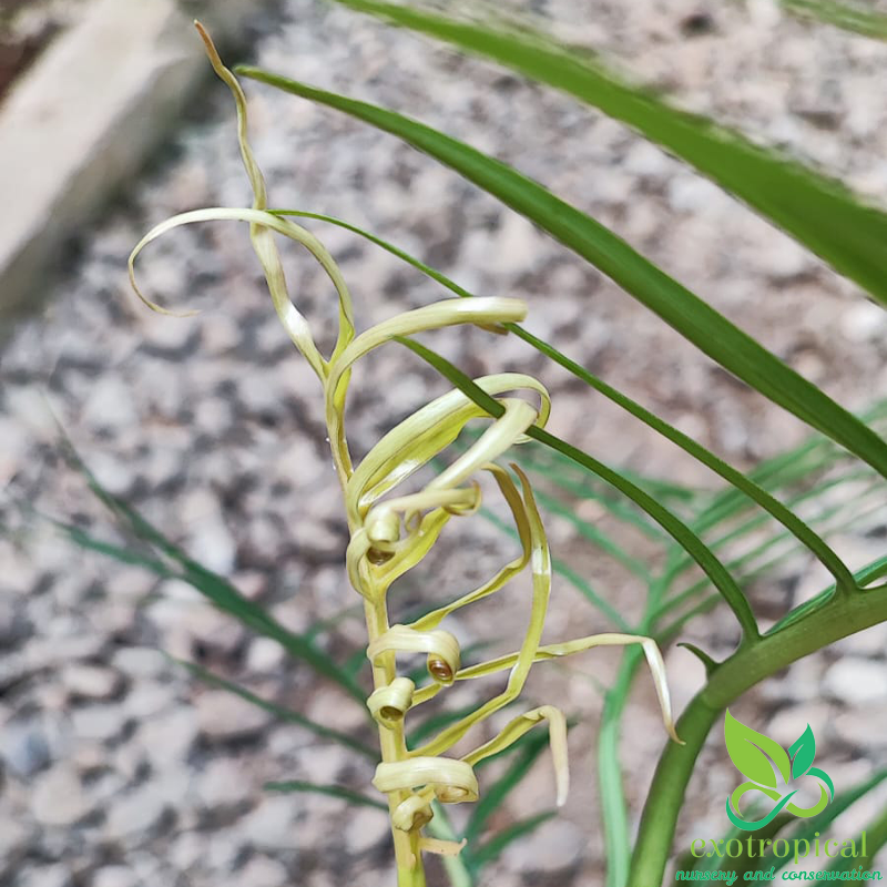 Philodendron Tortum