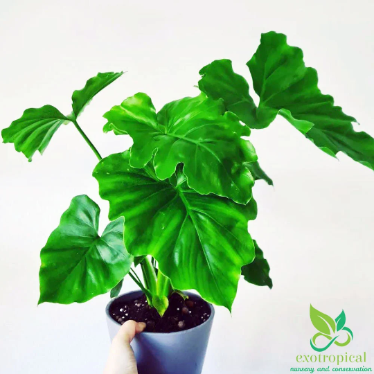 Philodendron Shangri La