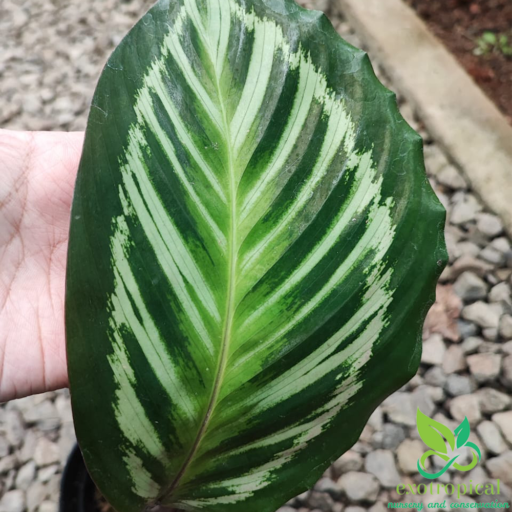 Calathea Flamestar