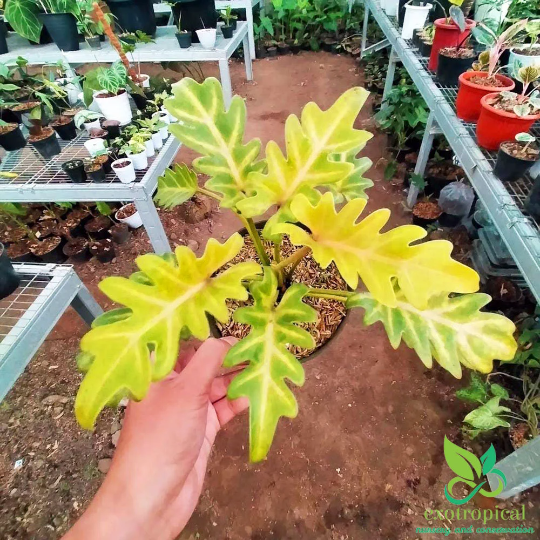 Philodendron Golden Xanadu