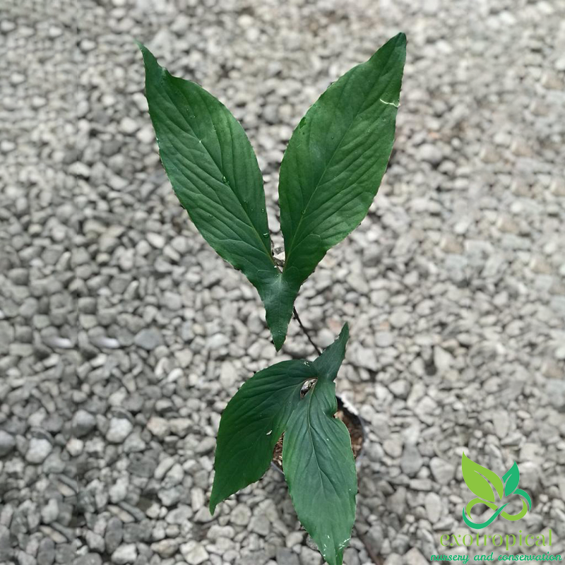 Alocasia Cyrtosperma Hambalii Sp Papua