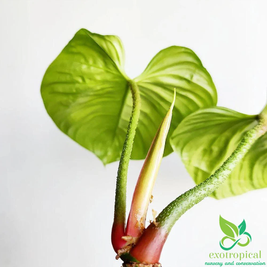 Philodendron Fuzzy Petiole