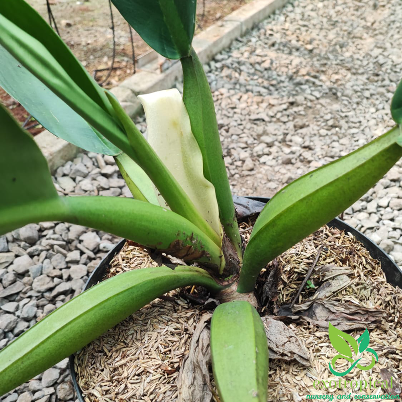 Philodendron Martianum Fat Boy