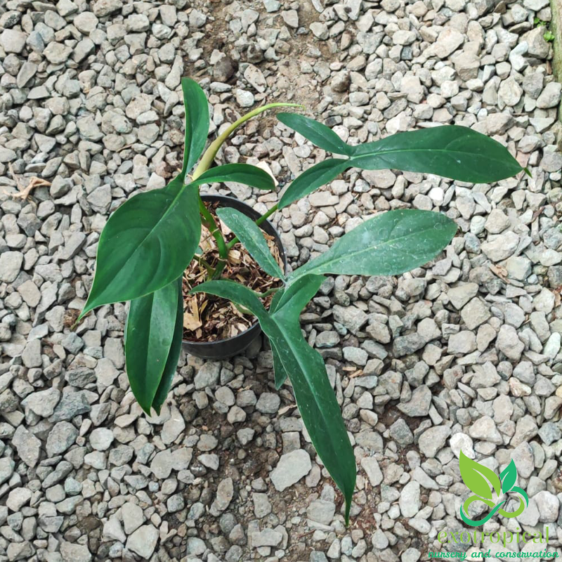 Philodendron Code 69686