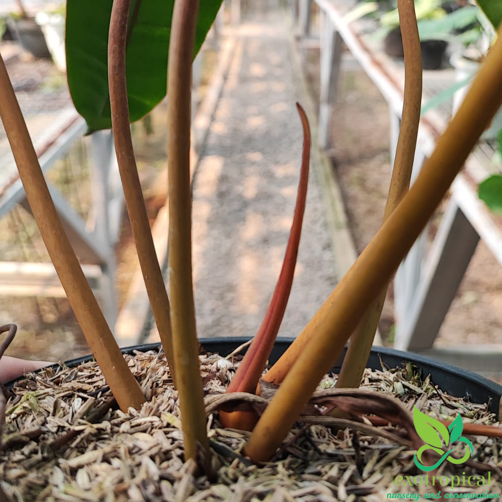 Philodendron Billietiae Orange Stem Petiole