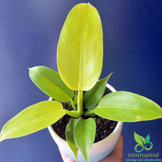 Philodendron Moonlight