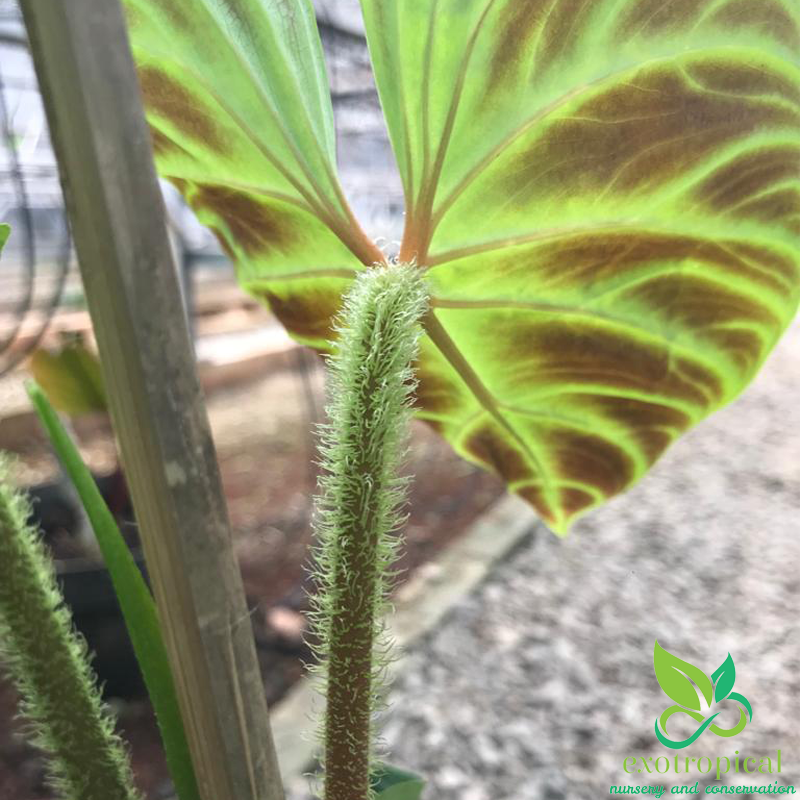 Philodendron Verrucosum
