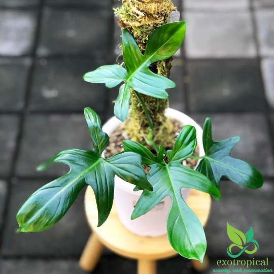 Philodendron Pedatum