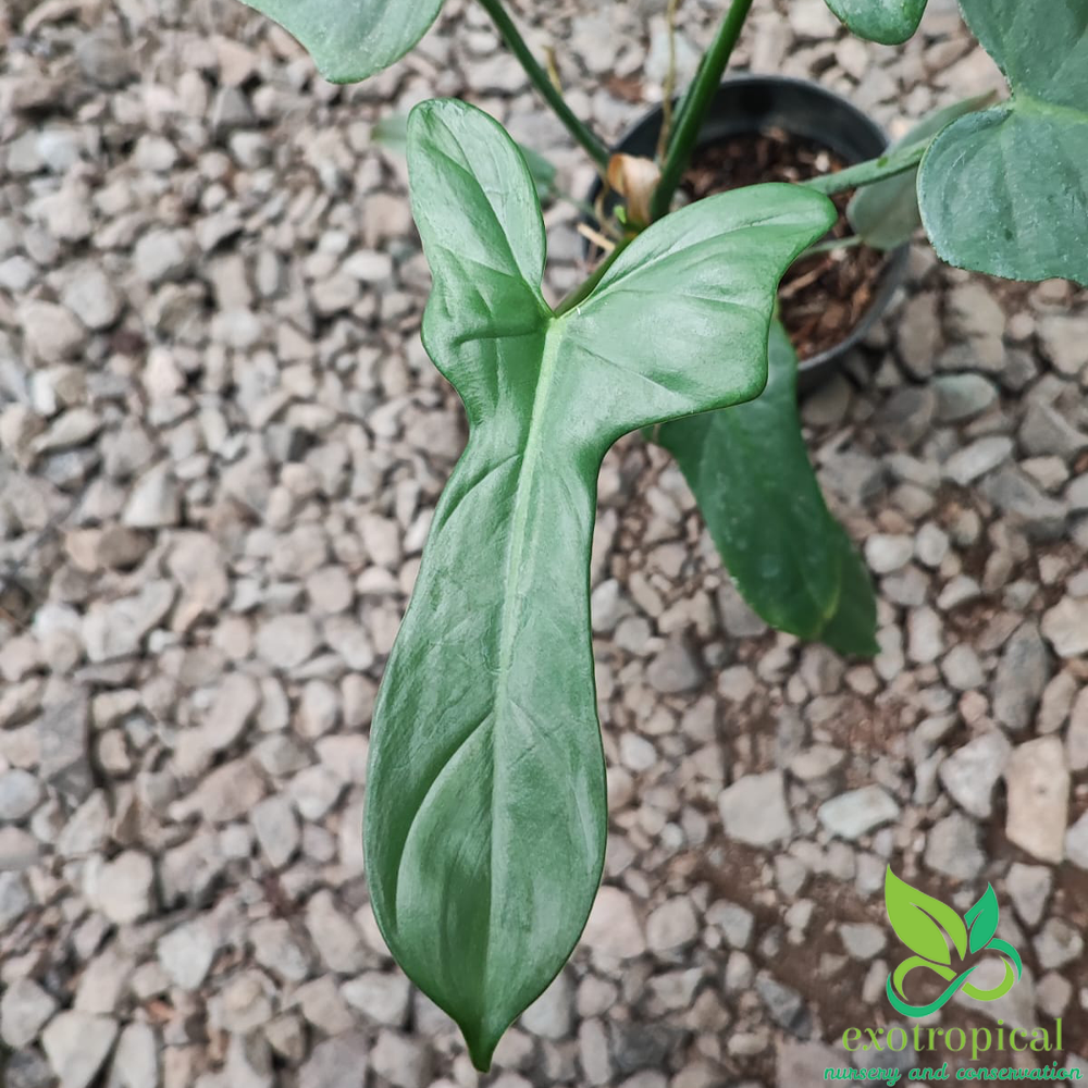 Philodendron Bipennifolium Violin