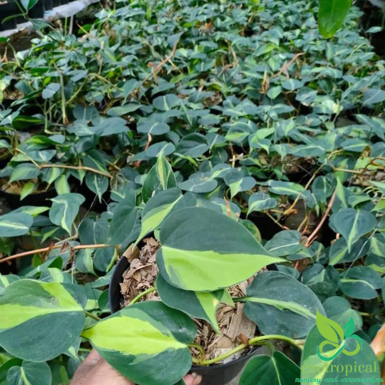 Philodendron Gabby Cream Splash