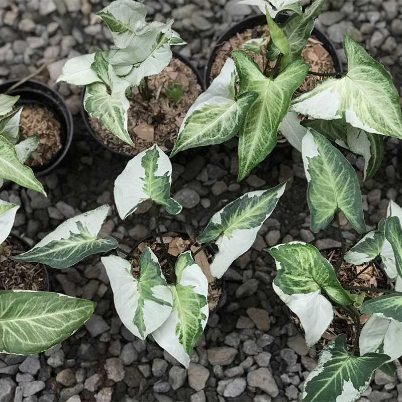 Syngonium Three King Variegated
