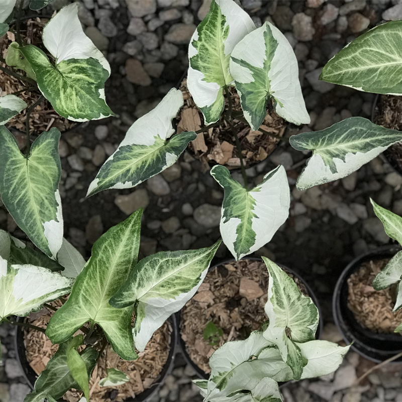 Syngonium Three King Variegated