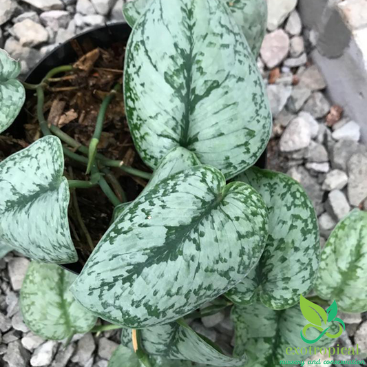 Scindapsus Pictus Silver Splash