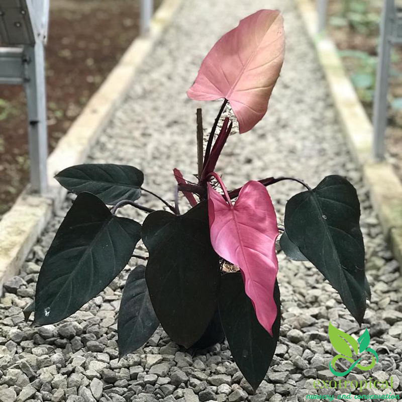 Philodendron Pink Dark Lord