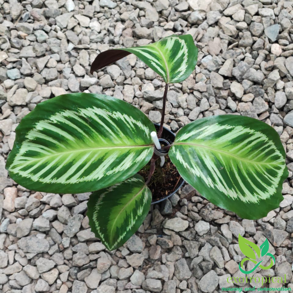 Calathea Flamestar