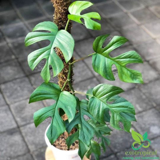 Philodendron Ginny / Raphidophora Tetrasperma
