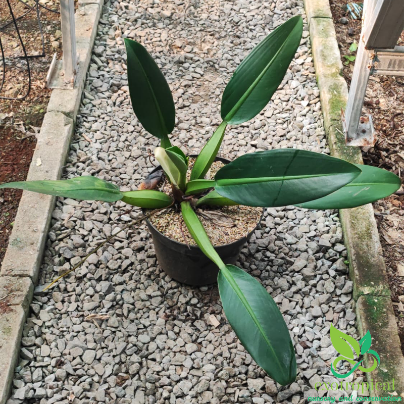 Philodendron Martianum Fat Boy