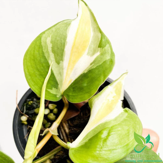 Philodendron Gabby Cream Splash