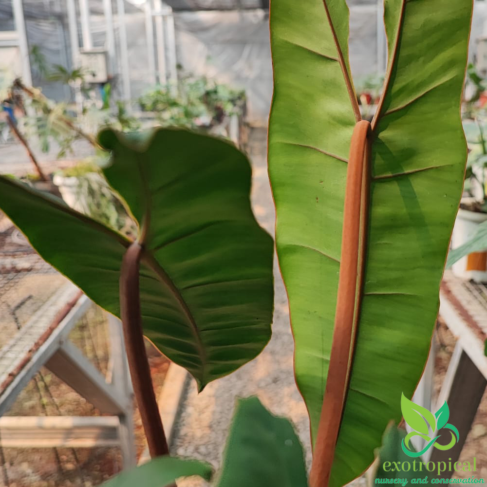 Philodendron Billietiae Orange Stem Petiole
