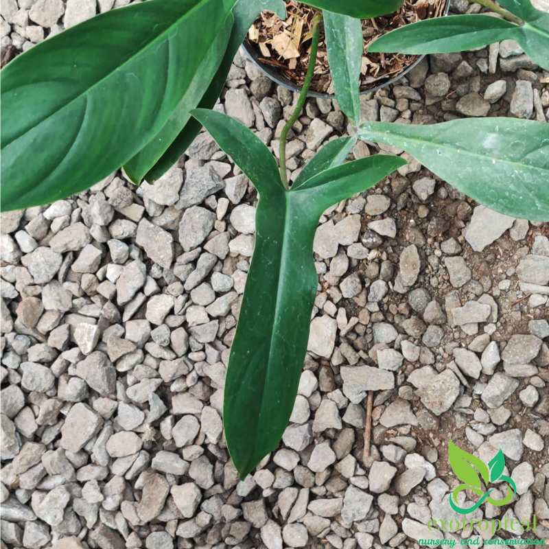Philodendron Code 69686