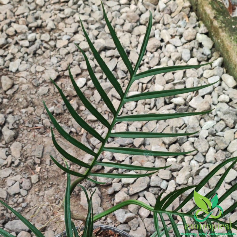 Philodendron Tortum