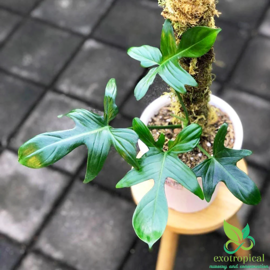 Philodendron Pedatum