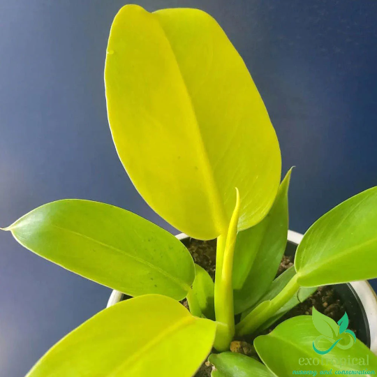 Philodendron Moonlight