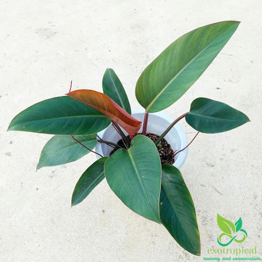 Philodendron Red Congo