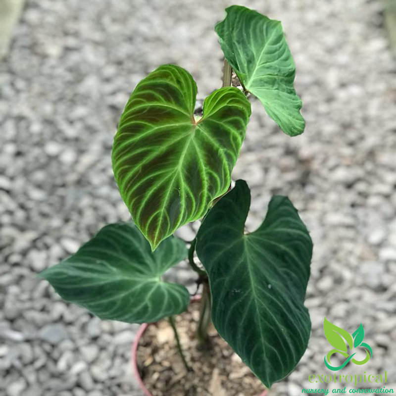 Philodendron Verrucosum