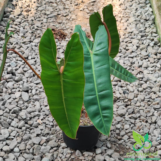 Philodendron Billietiae Orange Stem Petiole
