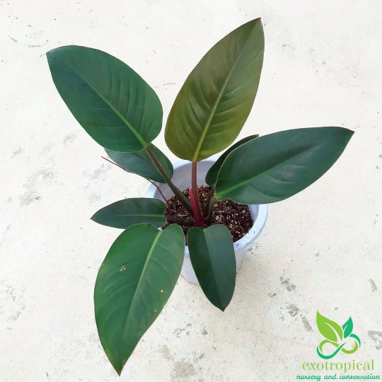 Philodendron Red Congo