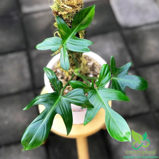 Philodendron Pedatum