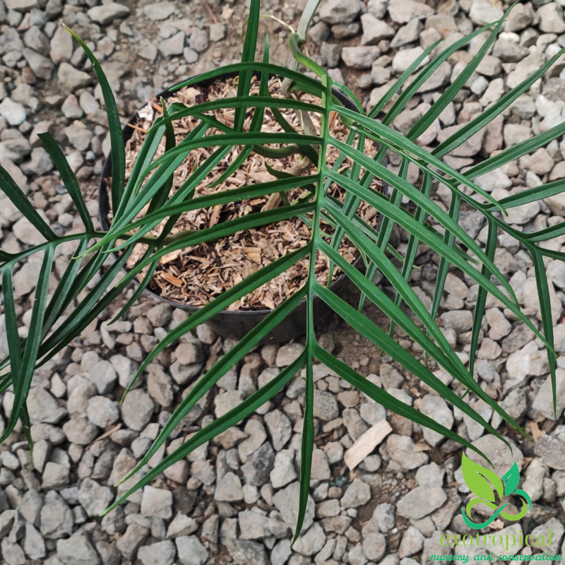 Philodendron Tortum