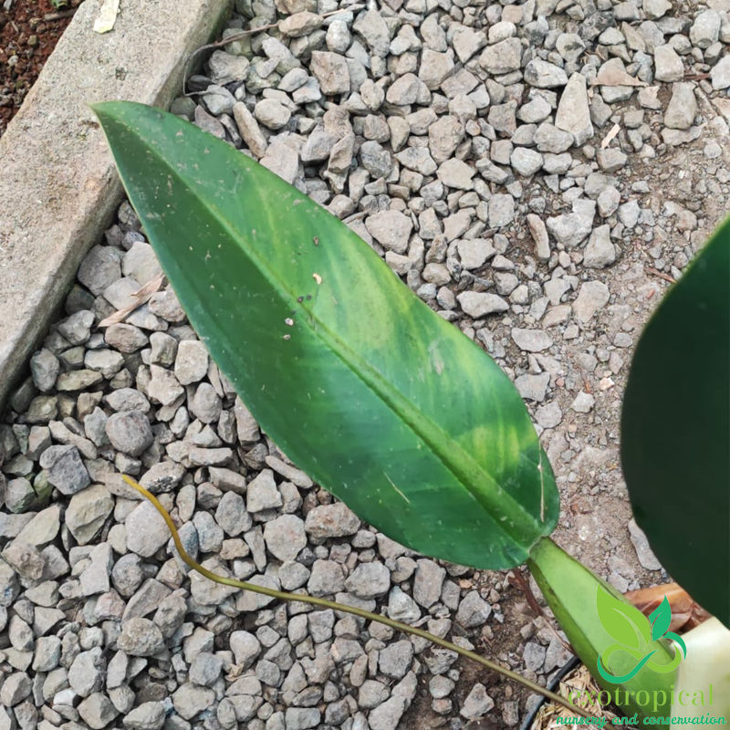 Philodendron Martianum Fat Boy