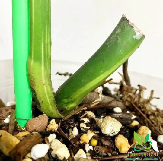 Monstera Marmorata Aurea Variegated