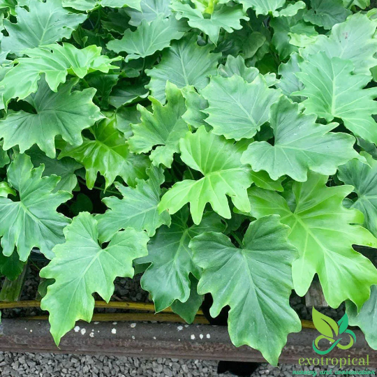 Philodendron Shangri La