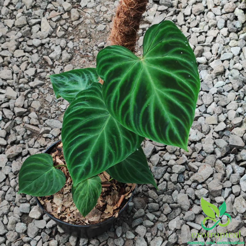 Philodendron Verrucosum