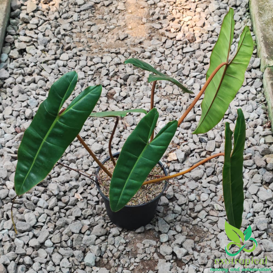 Philodendron Billietiae Orange Stem Petiole