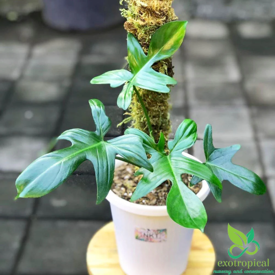Philodendron Pedatum
