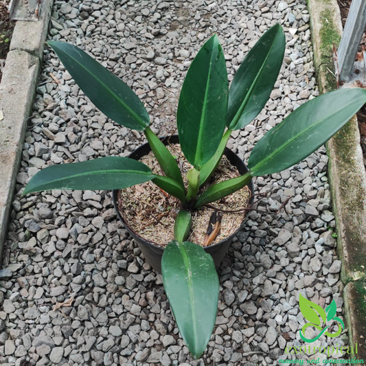 Philodendron Martianum Fat Boy