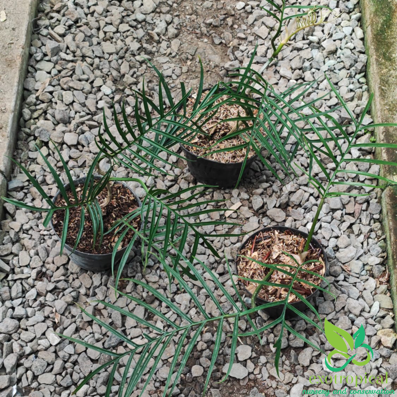 Philodendron Tortum