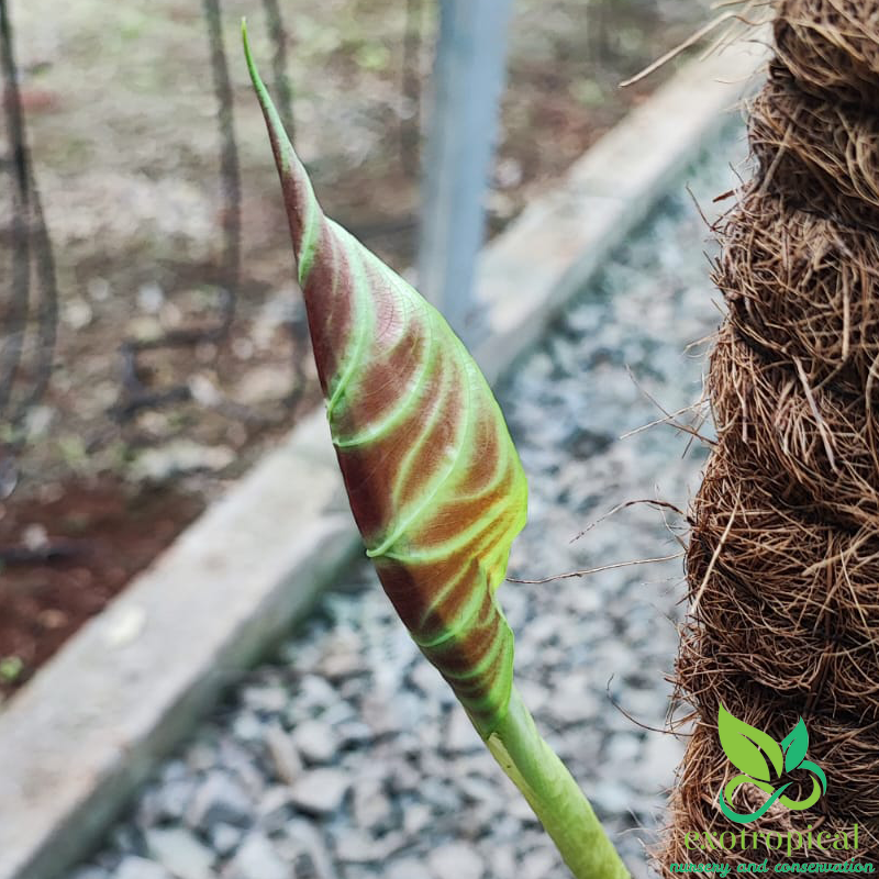 Philodendron Verrucosum