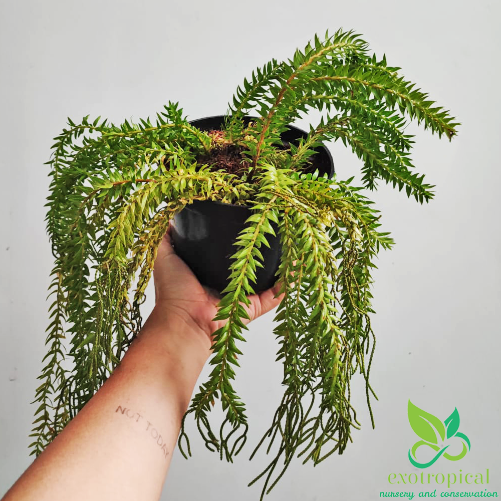 Huperzia Phlegmaria Tassel Fern