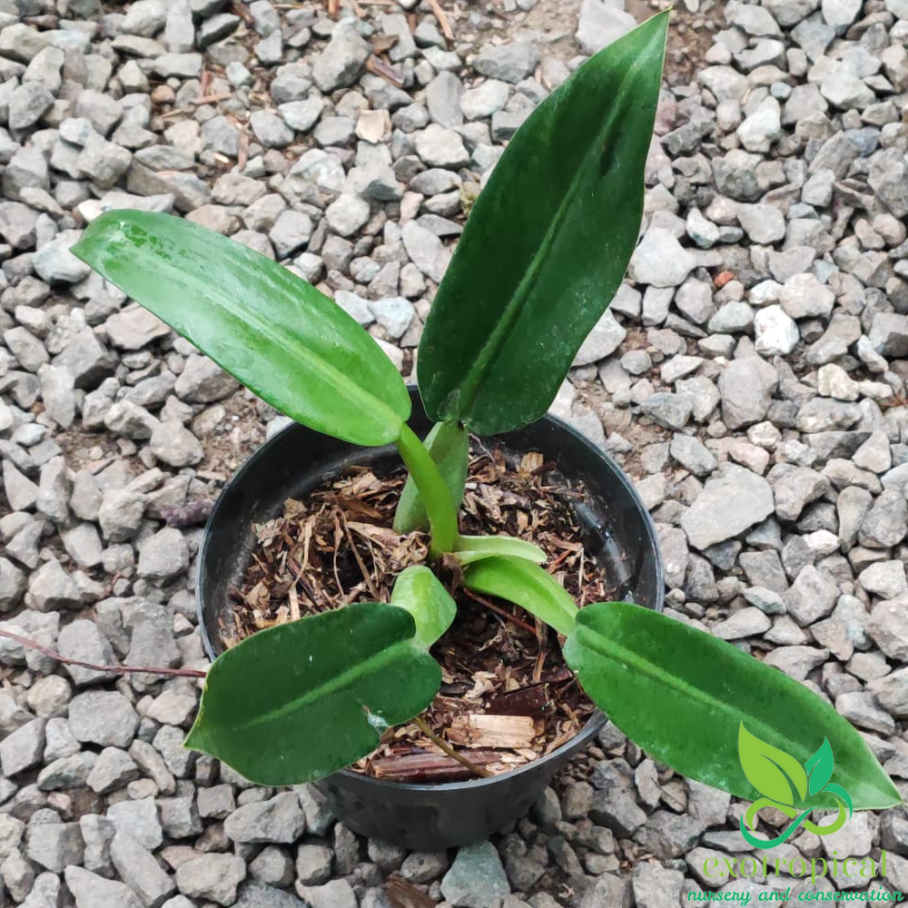 Philodendron Martianum Fat Boy