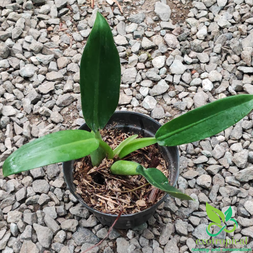 Philodendron Martianum Fat Boy