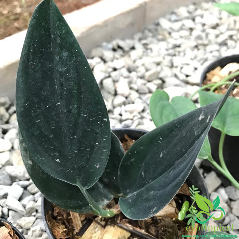 Scindapsus Treubii Dark Form