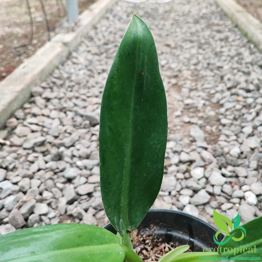 Philodendron Martianum Fat Boy