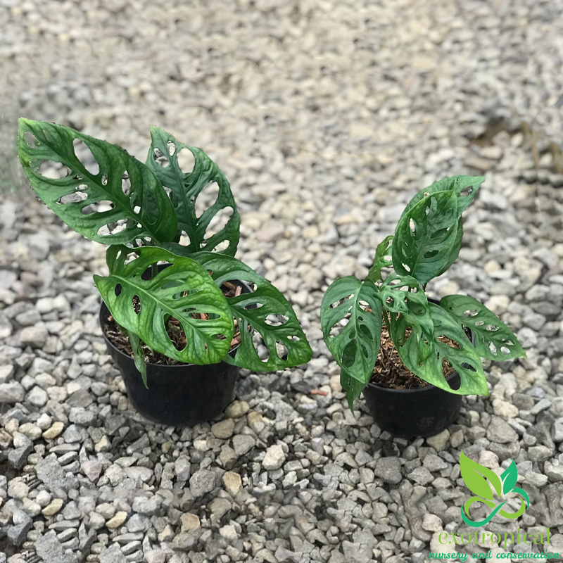 Monstera Acuminata Medium Size