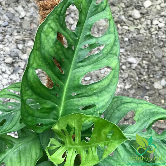 Monstera Acuminata Medium Size