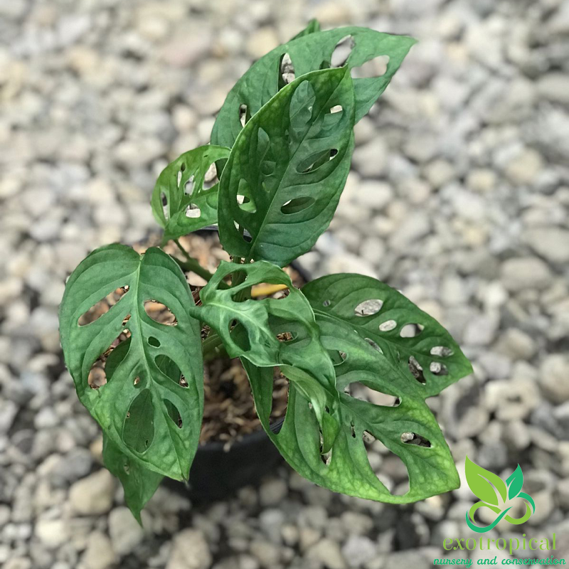Monstera Acuminata Medium Size